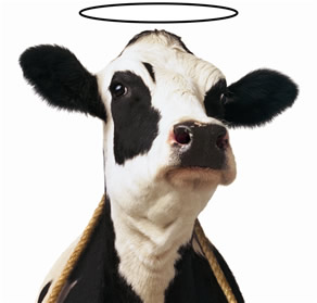 holy_cow