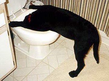 dog_vomit_toilet