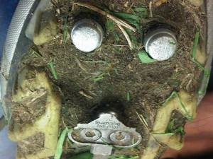 1014475_391383584295356_1164503190_n