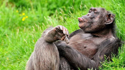 monkey_lying_rest_56571_1920x1080